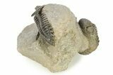 Detailed Hollardops Trilobite With Morocops #275251-8